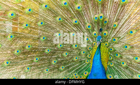 Un beau mâle peacock montrant ses plumes colorées Banque D'Images