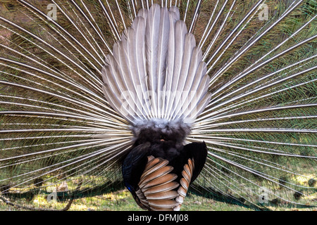 L'arrière d'un beau mâle avec ses plumes de paon Banque D'Images