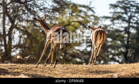 Une photo de deux Springboks car ils s'enfuient pris au Parc National de Pilanesberg en Afrique du Sud Banque D'Images