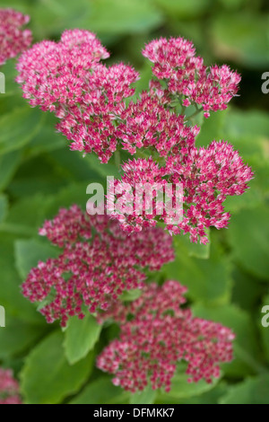 Sedum spectabile fleurs à l'automne. Hylotelephium. Banque D'Images