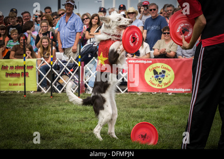 Stunt dog show, 'Extreme' Canines, Great New York State Fair Banque D'Images