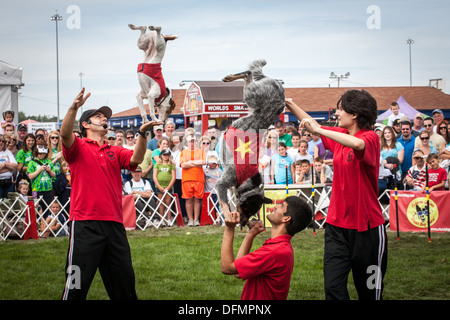 Stunt dog show, 'Extreme' Canines, Great New York State Fair Banque D'Images