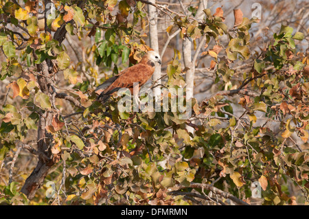 Stock photo d'un black-collard hawk perché dans un arbre dans le Pantanal. Banque D'Images