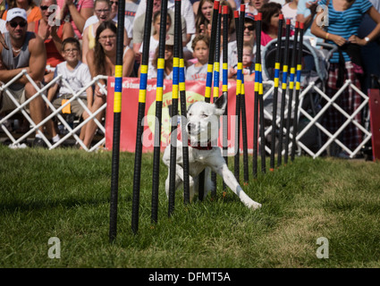 Stunt dog show, 'Extreme' Canines, Great New York State Fair Banque D'Images