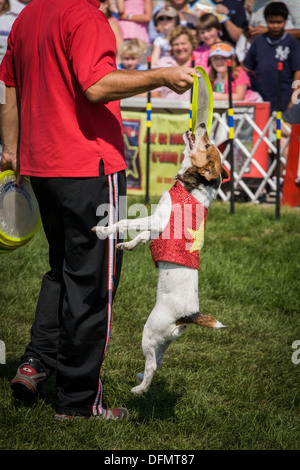 Stunt dog show, 'Extreme' Canines, Great New York State Fair Banque D'Images