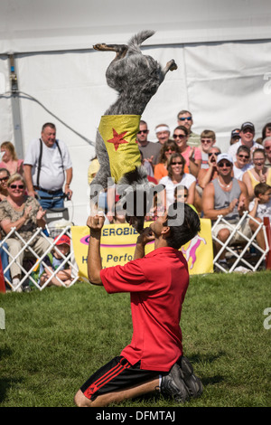 Stunt dog show, 'Extreme' Canines, Great New York State Fair Banque D'Images