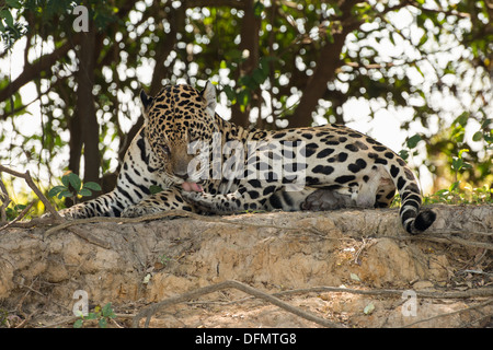 Stock photo d'un jaguar toilettage, Pantanal, Brésil. Banque D'Images