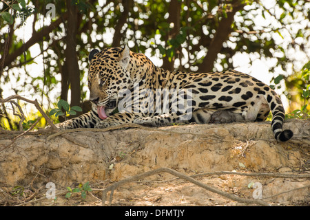 Stock photo d'un jaguar toilettage, Pantanal, Brésil. Banque D'Images