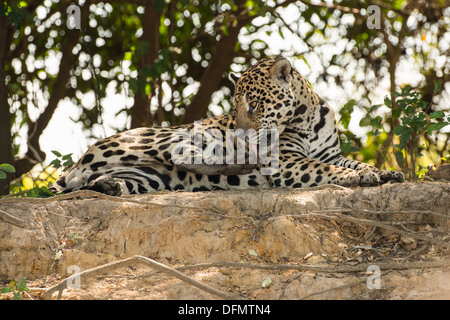 Stock photo d'un jaguar toilettage, Pantanal, Brésil. Banque D'Images