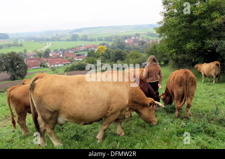 Buehlerzell-Holenstein, Allemagne. 06 Oct, 2013. Limpburg stand vaches dans un pré en Buehlerzell-Holenstein, Allemagne, 06 octobre 2013. La race bovine Limpurg était menacée d'extinction il y a 20 ans. Aujourd'hui il y a environ 1 900 d'entre eux dans la région de Hohenlohe en Bade-Wurtemberg, en fonction de l'état du Bade-wurtemberg Bureau de statistique. Photo : Jonas Schoell/dpa/Alamy Live News Banque D'Images