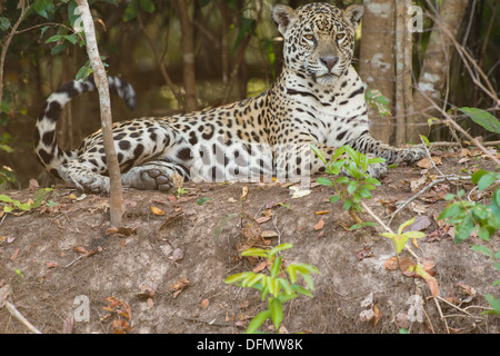 Stock photo d'un jaguar se reposer sur la berge, Pantanal, Brésil. Banque D'Images