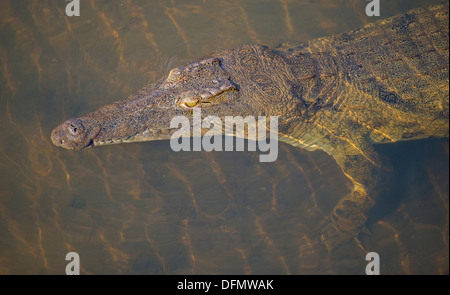 Crocodile du Nil dans l'eau peu profonde, voir Banque D'Images