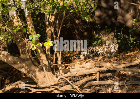 Stock photo d'un jaguar se reposer sur la berge, Pantanal, Brésil. Banque D'Images