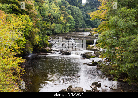 Aysgarth upper falls, rivière Ure, North Yorkshire Dales. Banque D'Images