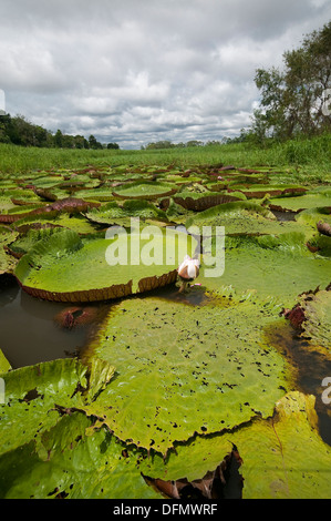 Lac vitória régia-ou-victória régia (Victoria Amazonica) plante à fleurs plus grandes espèces de la famille des Nymphaeaceae Water Lilies Banque D'Images