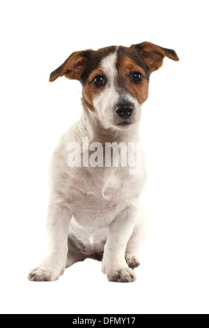 Un jeune Jack Russell Terrier sur un fond blanc Banque D'Images