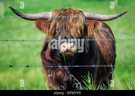 Portrait de Scottish Highland cattle derrière les barbelés, Kananaskis, Alberta, Canada Banque D'Images