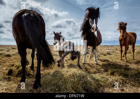 Poulain nouveau-né de prendre ses premiers pas, de l'Islande. Cheval de race pure de l'Islande. Banque D'Images