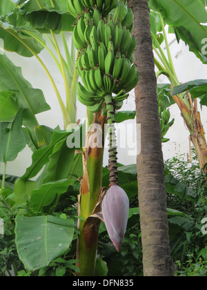 BANANA montrant le fruit avec l'inflorescence (fleurs) pendaison ci-dessous. Photo Tony Gale Banque D'Images