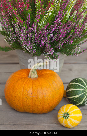 Les citrouilles sur la surface en bois gris Banque D'Images