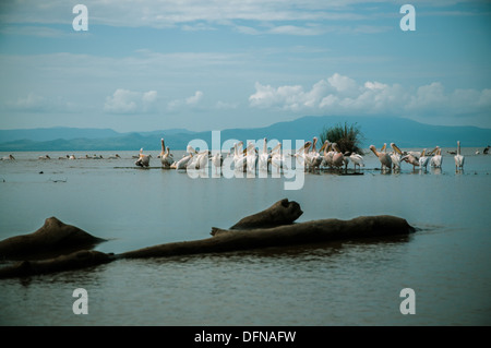 Pélicans et différents types d'oiseaux dans le Lac Chamo, Arbaminch, Ethiopie Banque D'Images