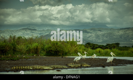 Les crocodiles et des pélicans dans Le Lac Chamo, Arbaminch, Ethiopie Banque D'Images