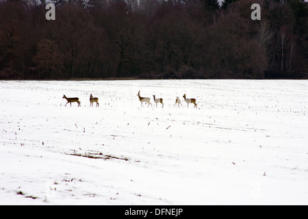 Les chevreuils à la lisière de la forêt Banque D'Images