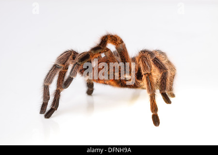 L'Araignée Rose chilien isolé sur fond blanc Banque D'Images