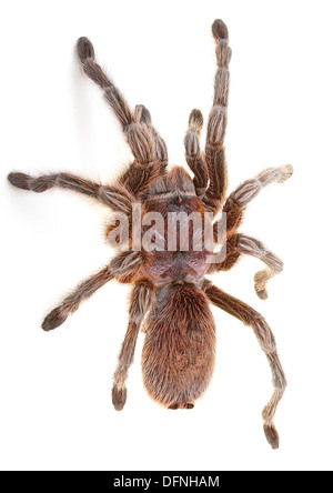 L'Araignée Rose chilien isolé sur fond blanc Banque D'Images