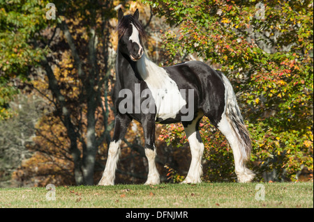 Gypsy Vanner horse weanling Banque D'Images