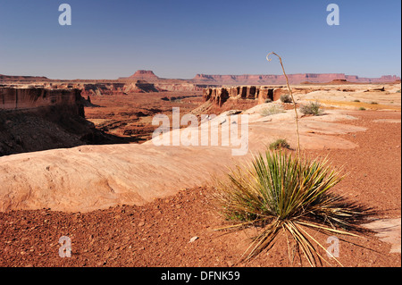 Agave à bord du White Rim Drive, White Rim Trail, vue sur le Canyon de la rivière de l'Île Verte, dans le ciel, Canyonlands National Park, M Banque D'Images