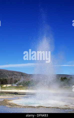 Elk265-1360v du Wyoming, Yellowstone National Park, Upper Geyser Basin, scierie Geyser Banque D'Images