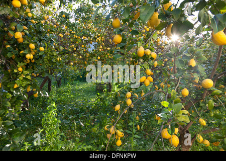 Dans un jardin de citronniers, de citronniers, d'agrumes, de l'agriculture, de Soller, Majorque, Espagne Banque D'Images