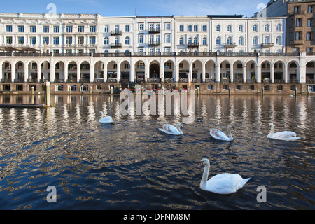 Les cygnes à l'Alster en face de l'Alsterarkaden, Hambourg, Allemagne, Europe Banque D'Images