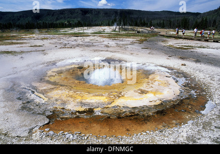 Elk265-1543 le Parc National de Yellowstone, Wyoming, Biscuit Basin, moutarde Printemps Banque D'Images