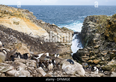 Gorfous sauteurs, Eudyptes chrysocome, et l'albatros à sourcils noirs, Diomedea melanophrys, Nouvelle Île, Îles Falkland, Subant Banque D'Images