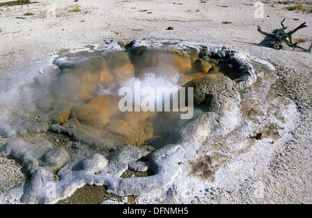 Elk265-1548 le Parc National de Yellowstone, Wyoming, Biscuit Basin, Shell Geyser Banque D'Images