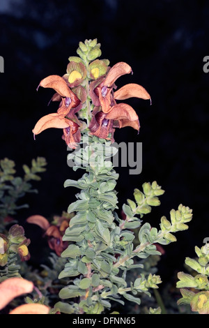 Or / Plage // Dune Sage/Salvia Salvia africana-fleurs-jaunes- Famille Lamiaceae Banque D'Images