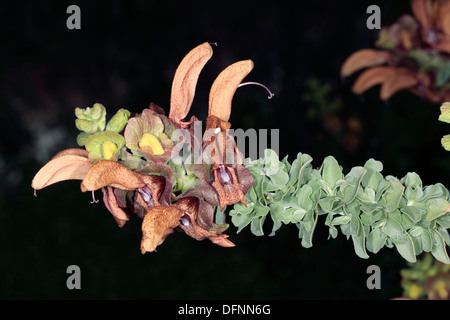 Or / Plage // Dune Sage/Salvia Salvia africana-fleurs-jaunes- Famille Lamiaceae Banque D'Images