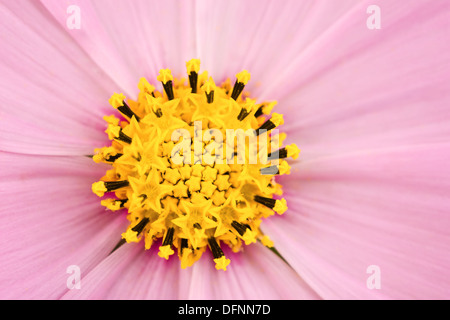 Daisy rose vue macro closeup Banque D'Images