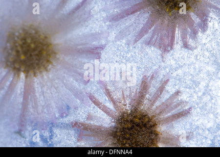 Pantalon - perinneal glacée congelés asters en glace Banque D'Images