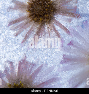 Pantalon - perinneal glacée congelés asters en glace Banque D'Images