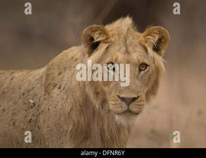 Young male lion (Panthera leo) fixant l'appareil photo Banque D'Images