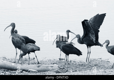 L'Ibis falcinelle (Plegadis falcinellus) Banque D'Images