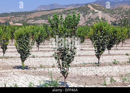 Arbres de kaki dans un jardin dans la montagne Banque D'Images