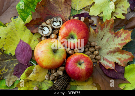 Les pommes, les feuilles d'automne, pomme de pin et les écrous disposés sur la table. Banque D'Images