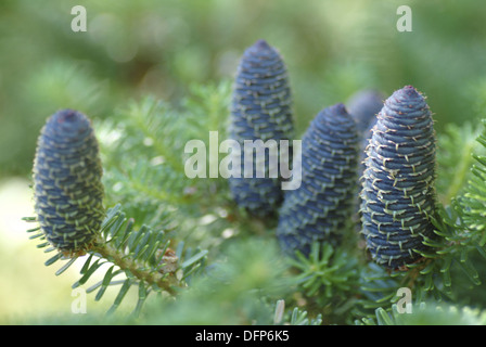 Abies koreana sapin de Corée, Banque D'Images