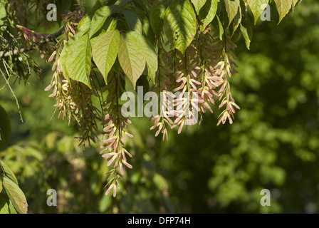 Henry's maple, acer henryi Banque D'Images