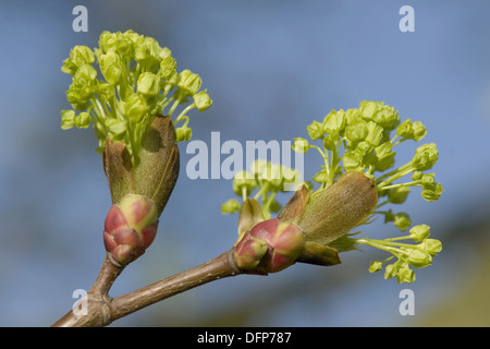 Norway maple, Acer platanoides Banque D'Images