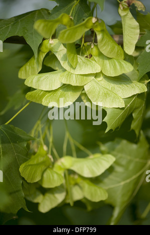 Norway maple, Acer platanoides Banque D'Images